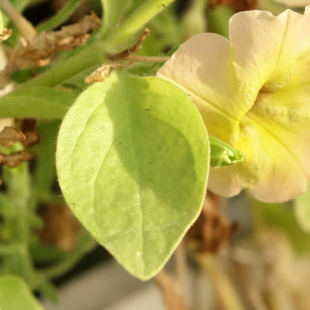Tarhapetunia Cascadia Indian Summer