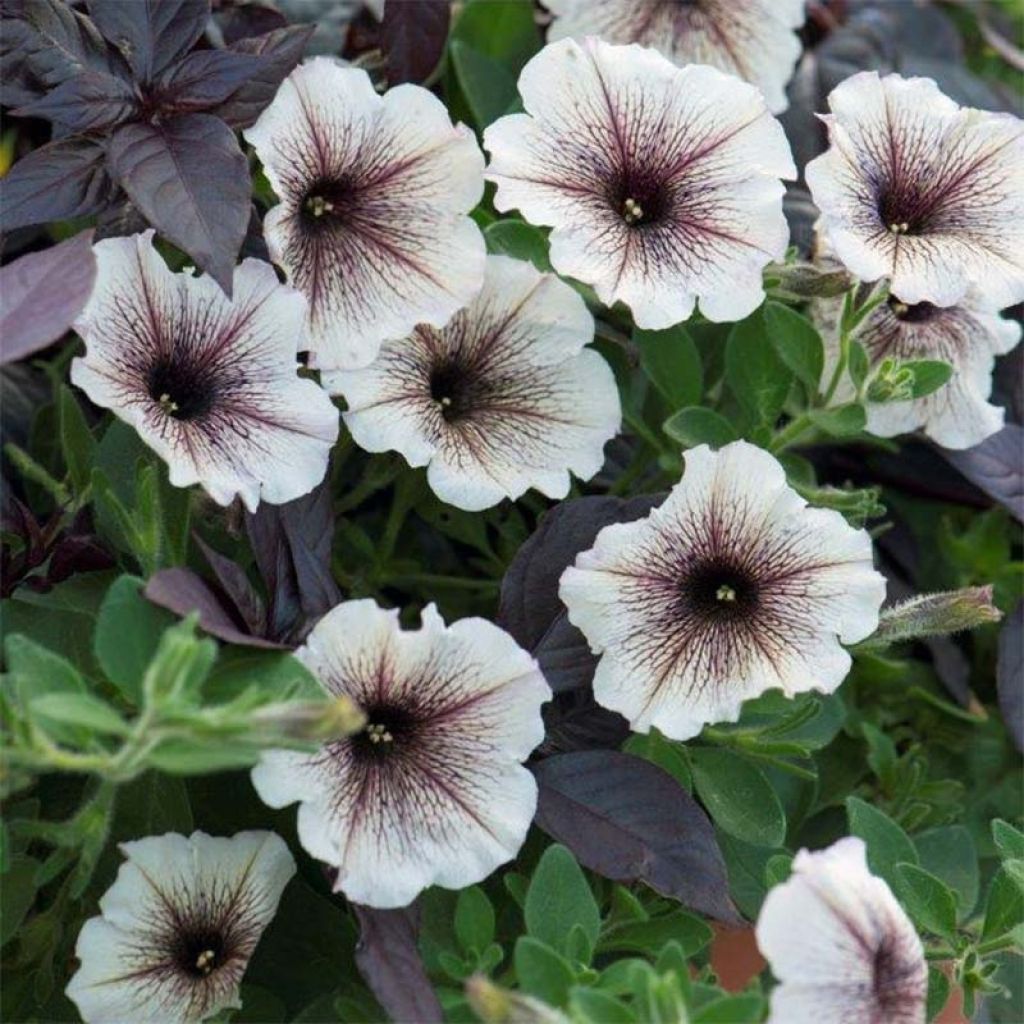 Tarhapetunia Designer Cappuccino