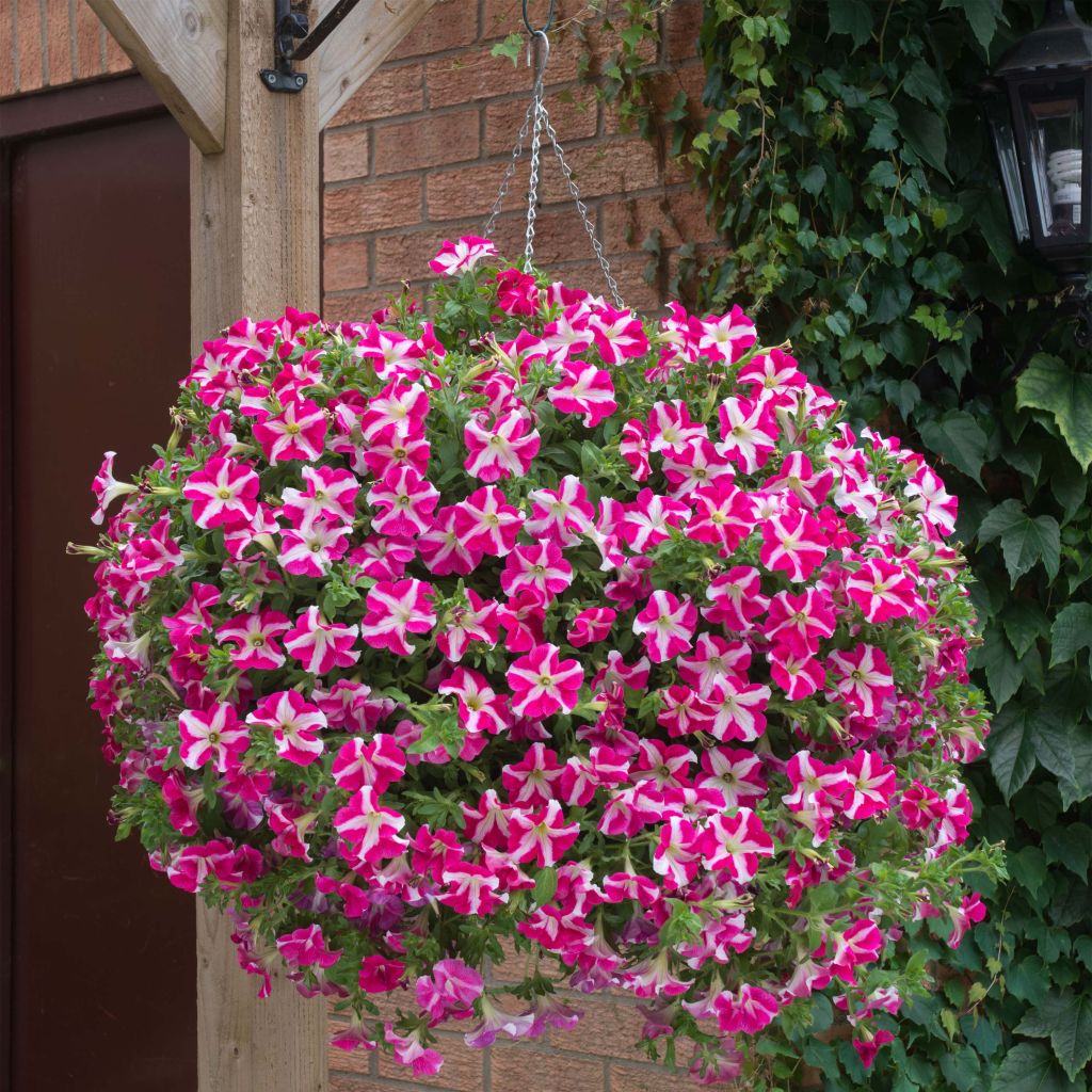 Tarhapetunia Designer Rose Star