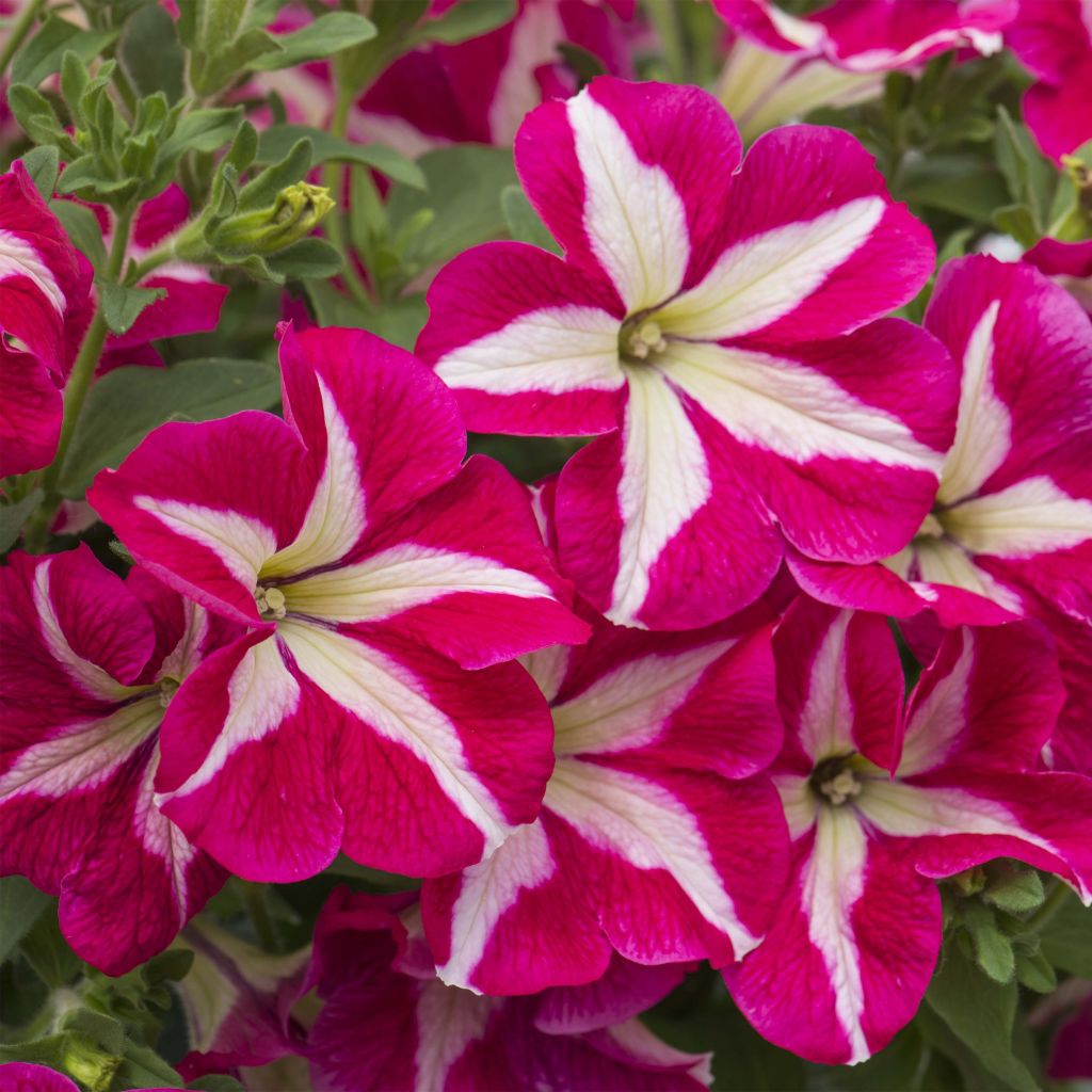 Tarhapetunia Designer Rose Star