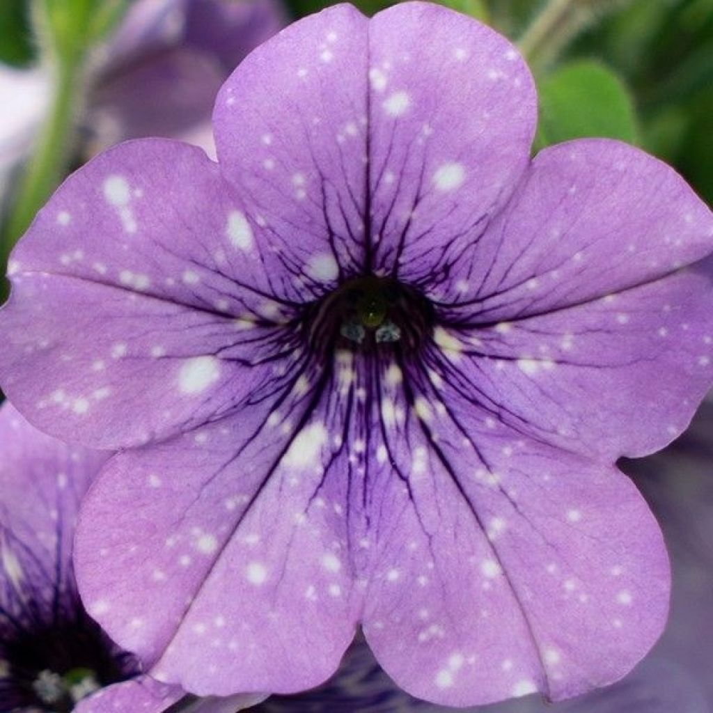 Tarhapetunia Lavender Sky
