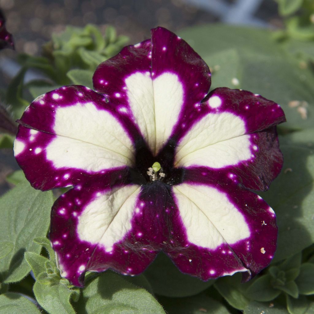 Tarhapetunia Lightning Sky