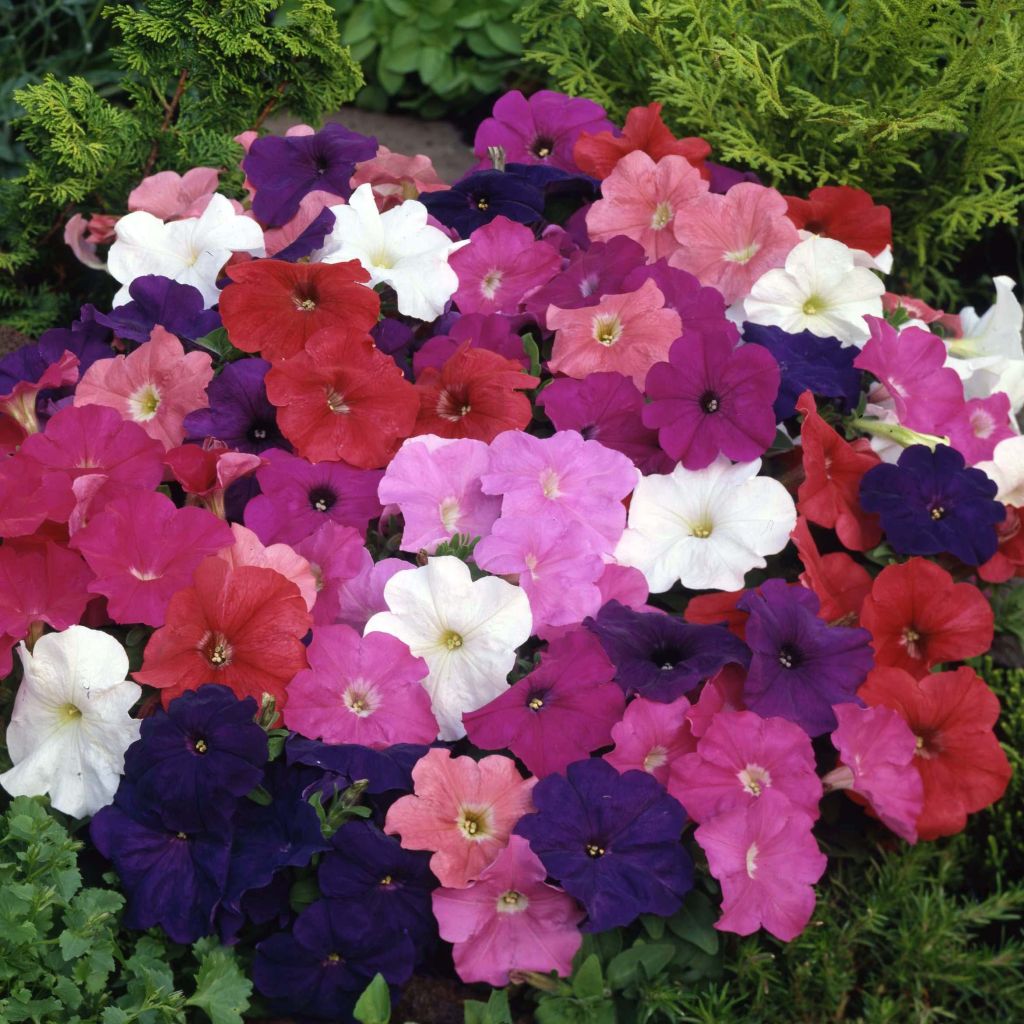 Tarhapetunia Mambo Mix