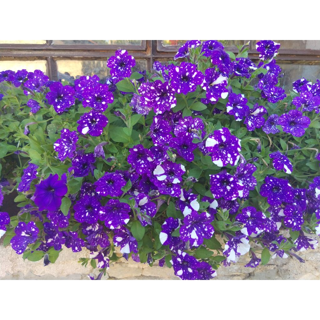Tarhapetunia Night Sky