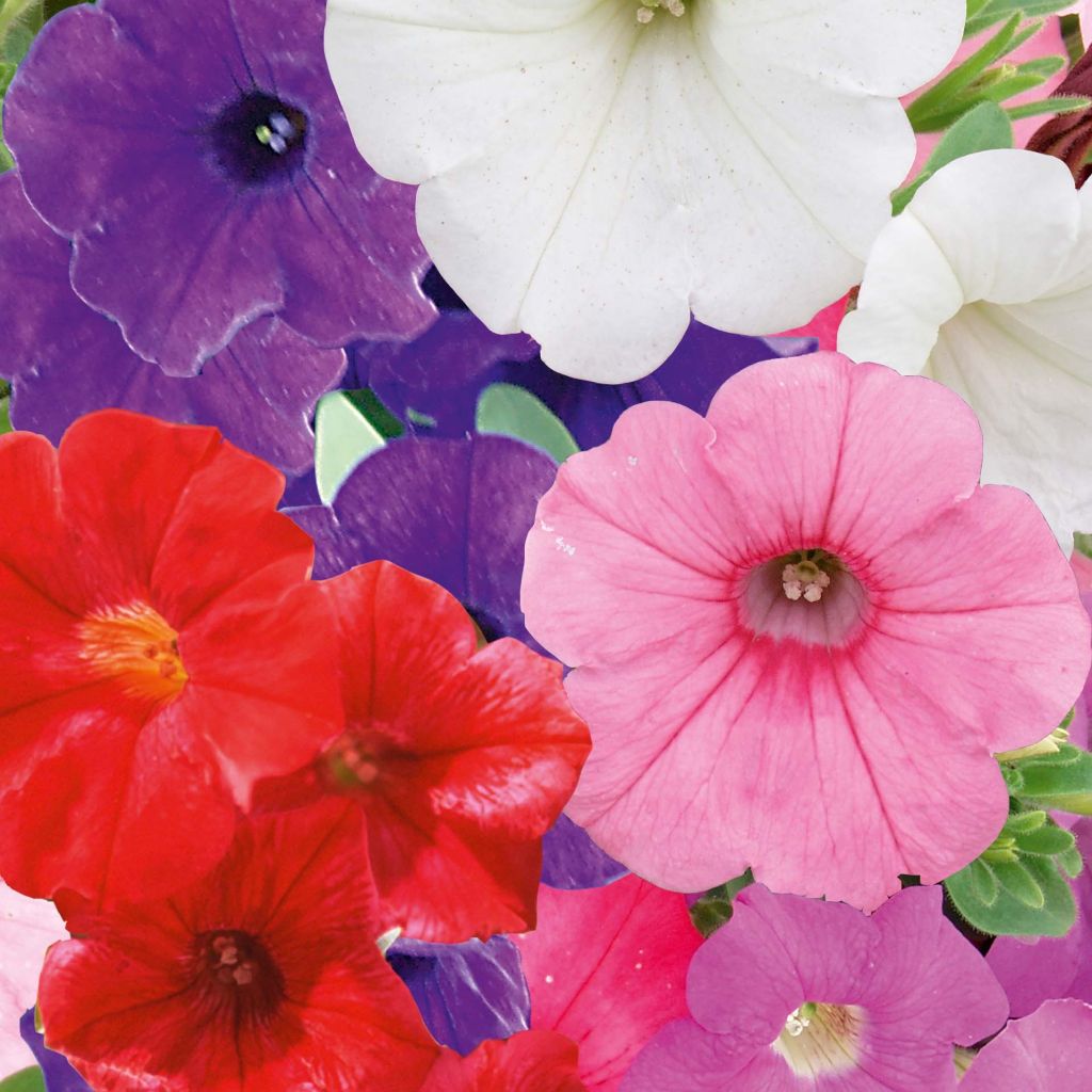 Tarhapetunia Parure Mix