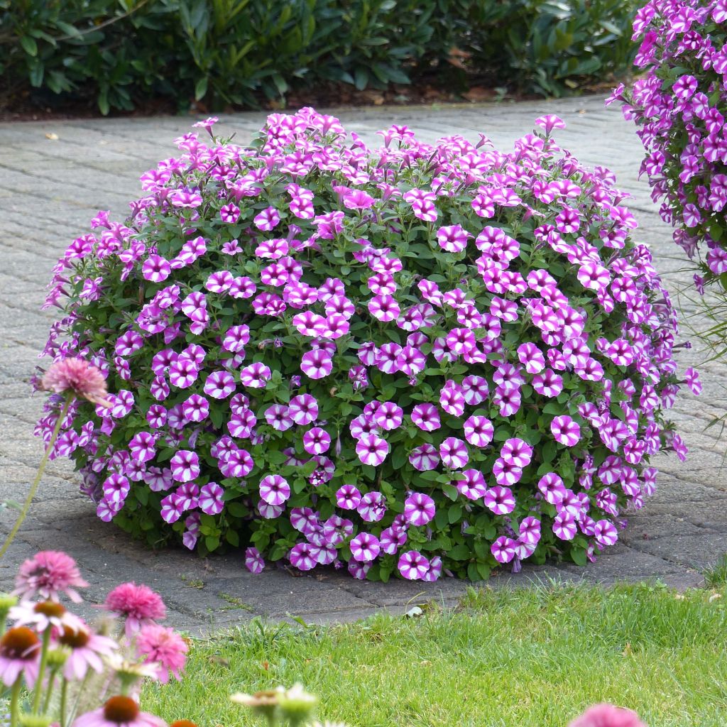 Tarhapetunia Raspberry Star