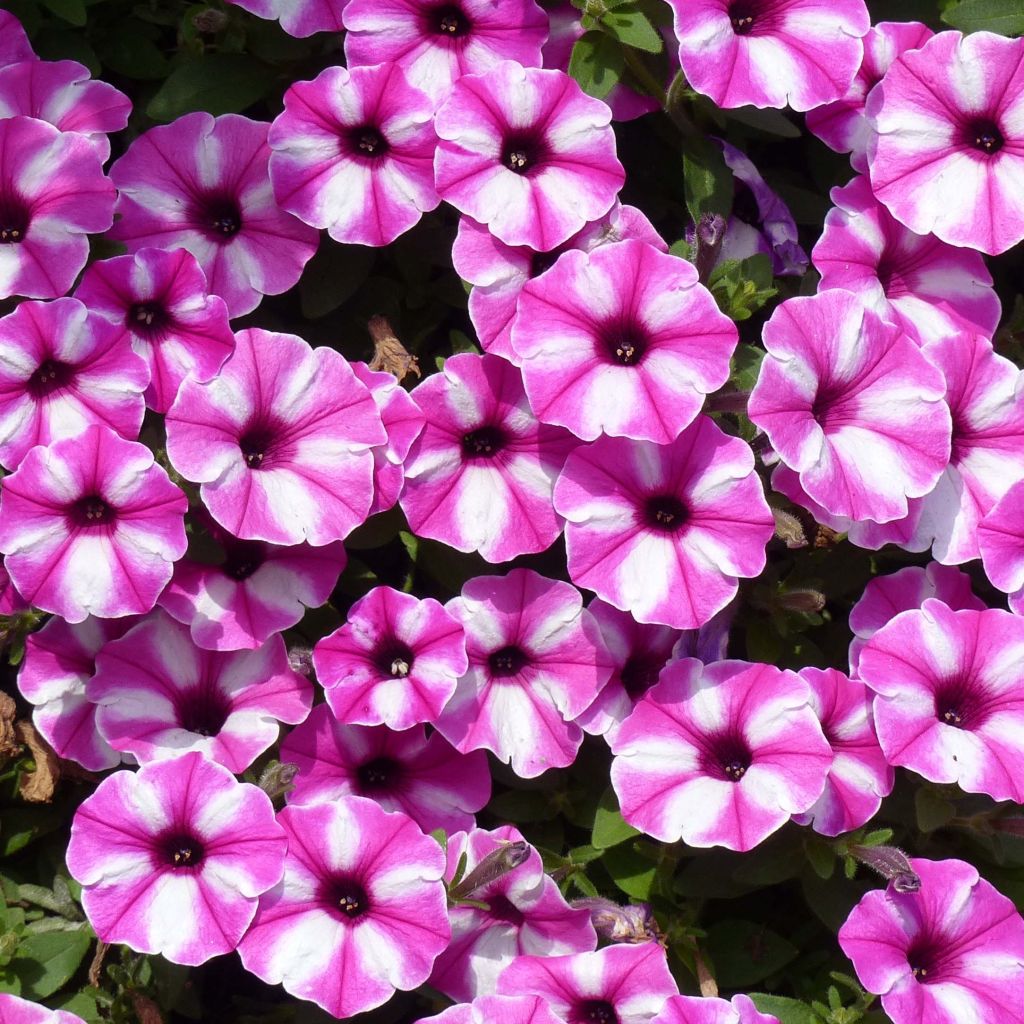 Tarhapetunia Raspberry Star