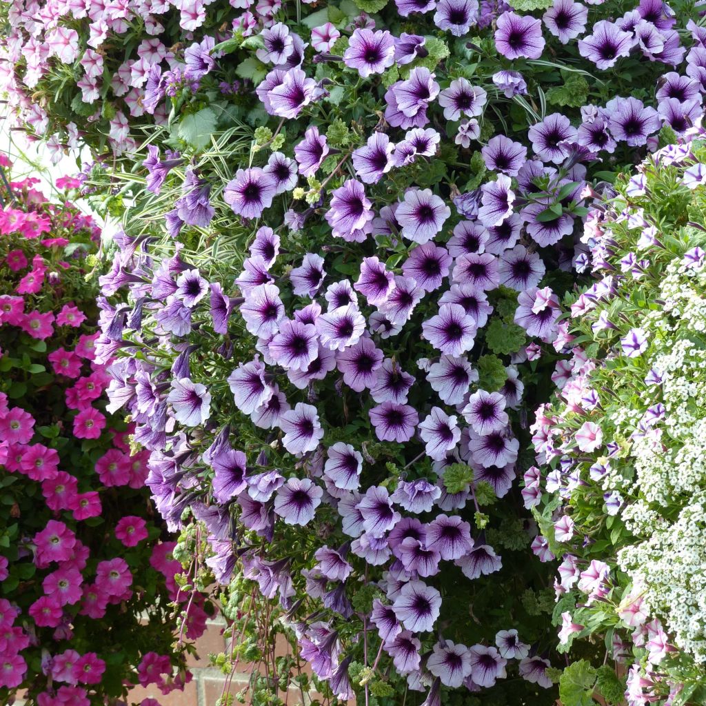 Tarhapetunia Supertunia Bordeaux