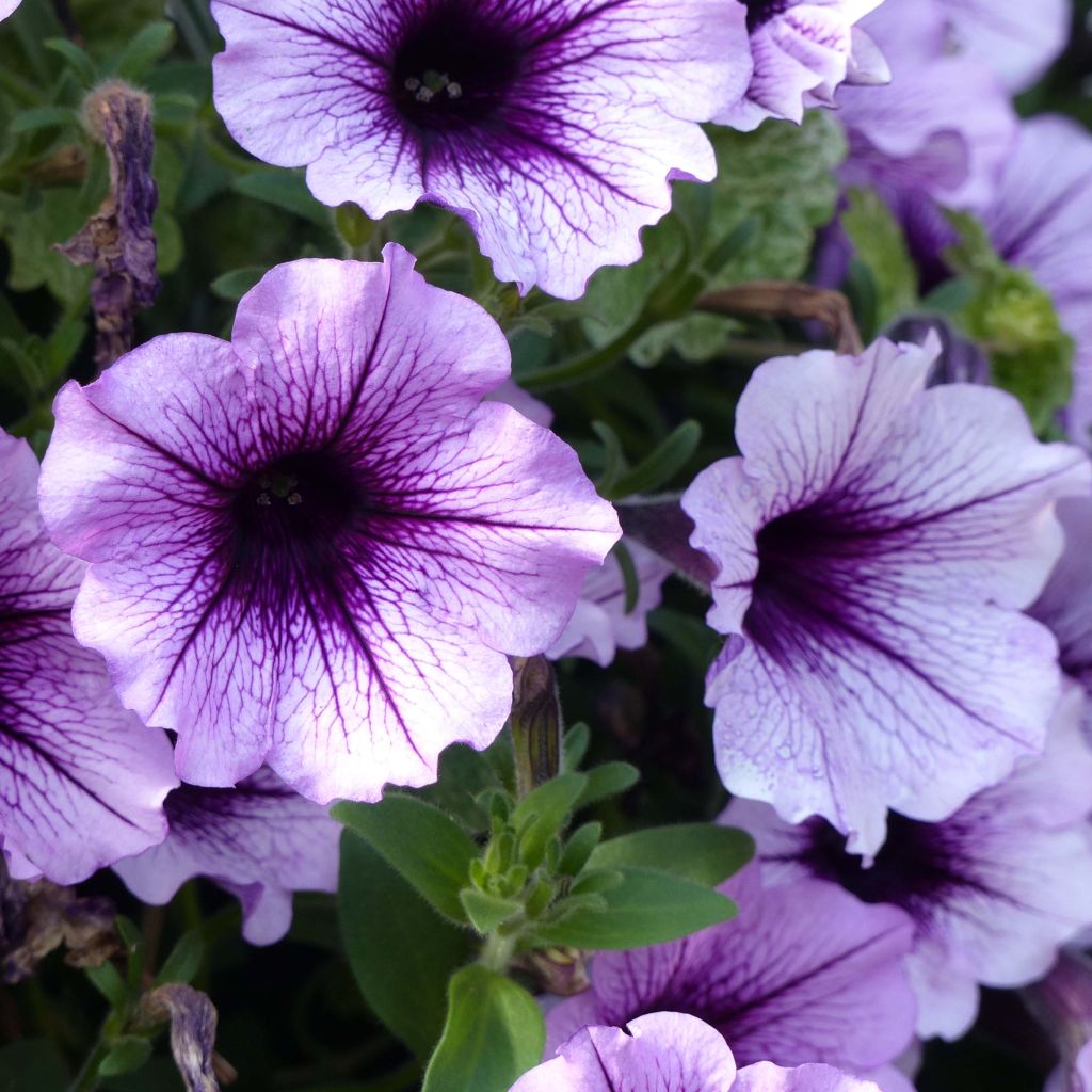 Tarhapetunia Supertunia Bordeaux