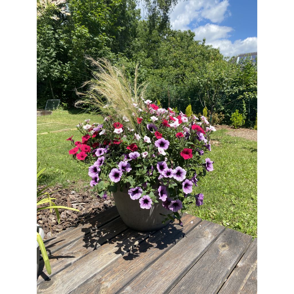Tarhapetunia Supertunia Bordeaux