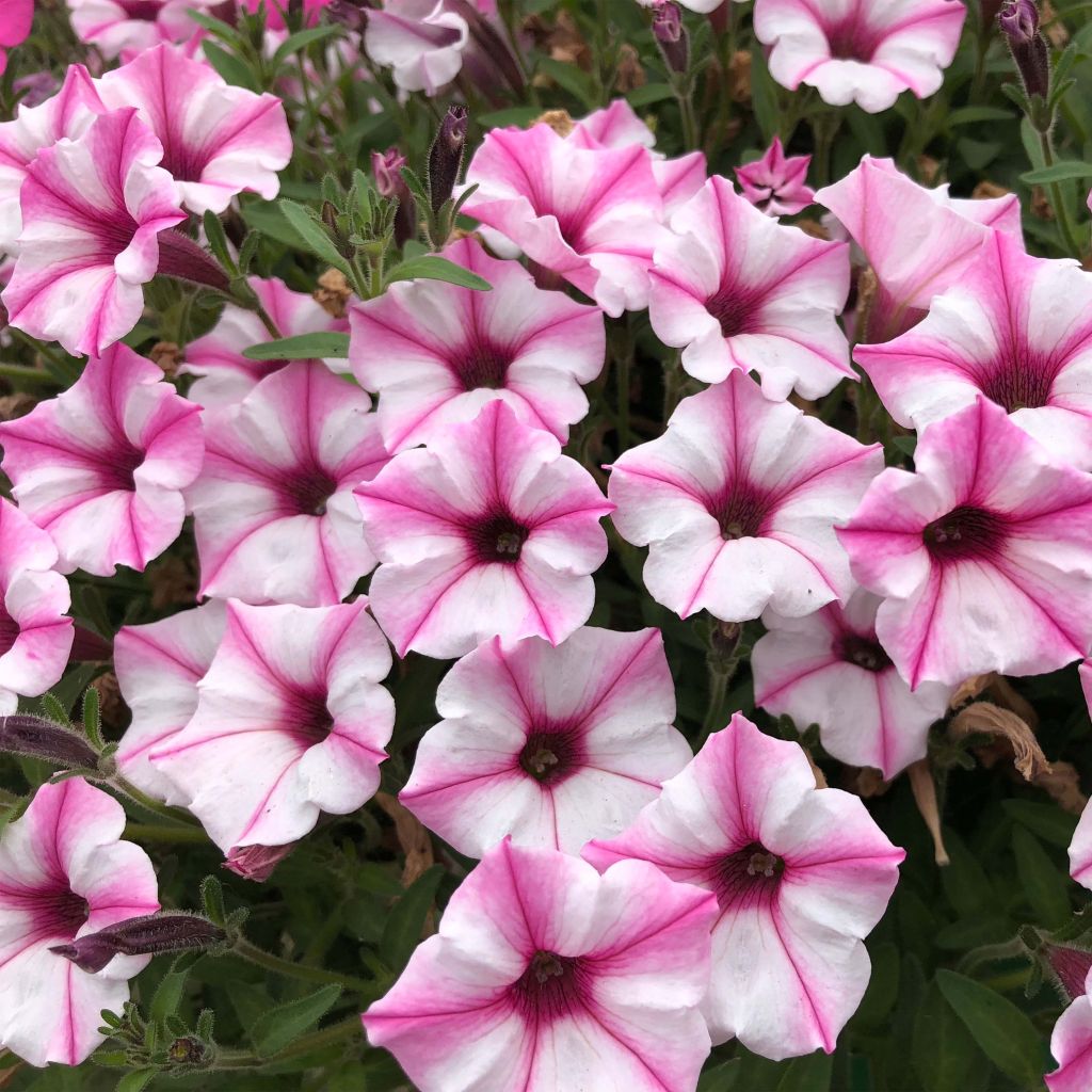 Tarhapetunia Supertunia Pink Star