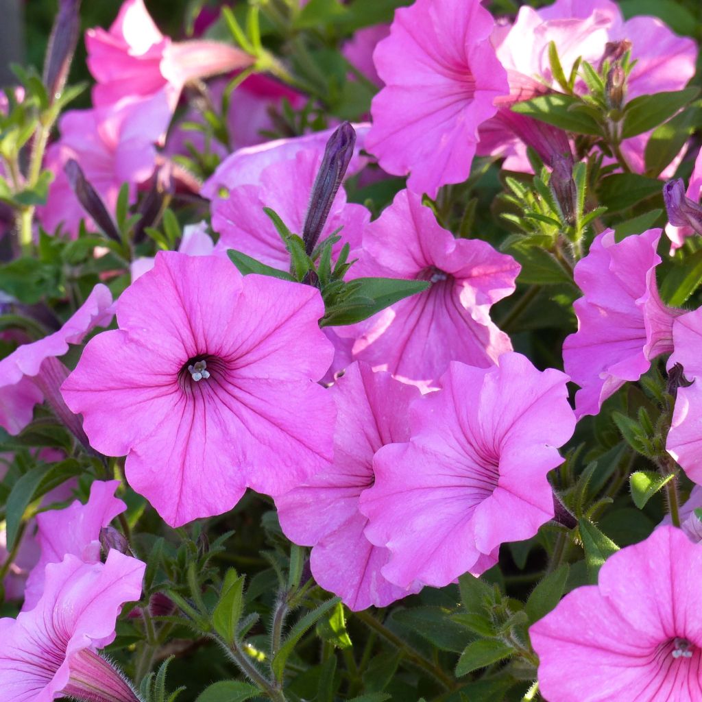 Tarhapetunia Supertunia Vista Bubblegum