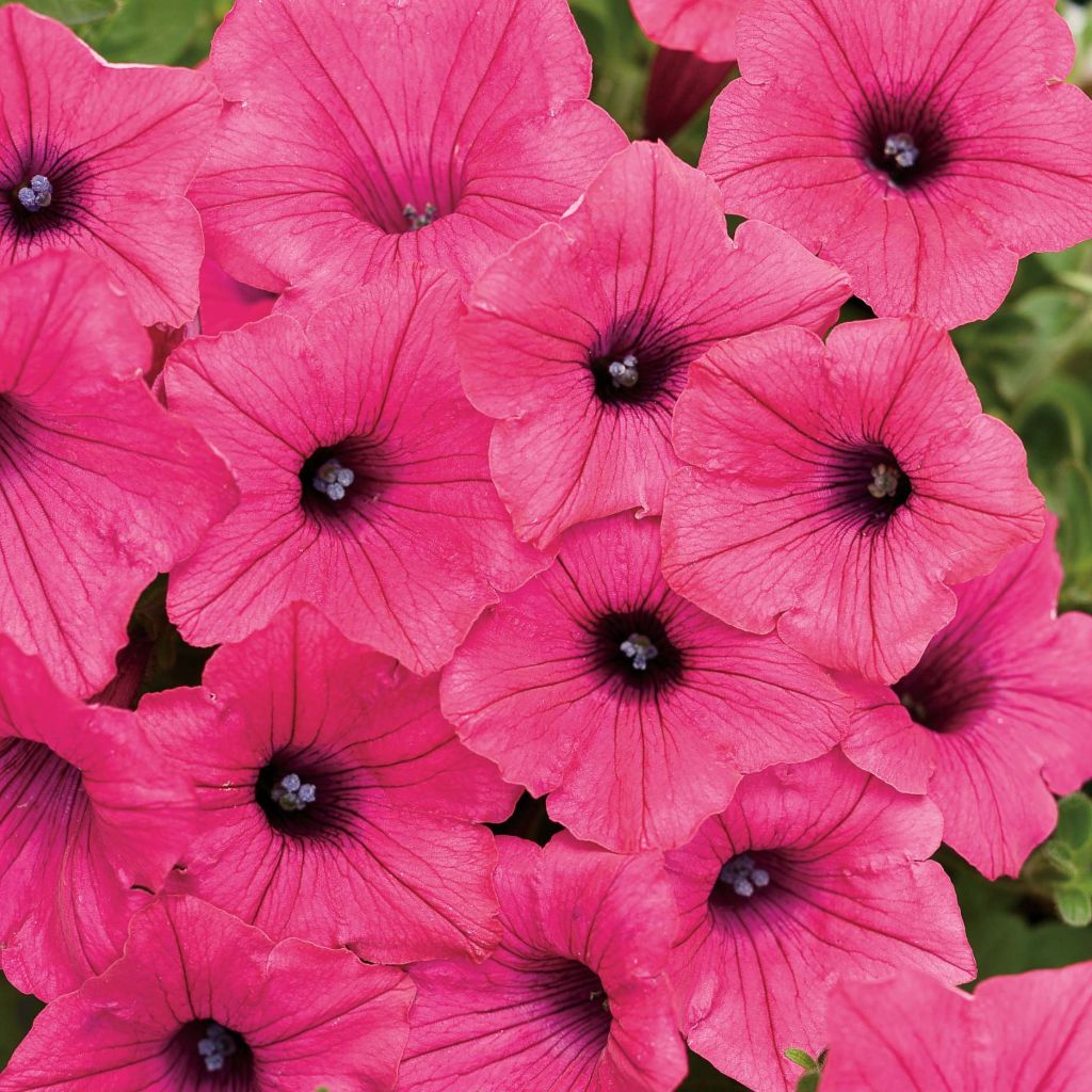 Tarhapetunia Supertunia Vista Fuchsia