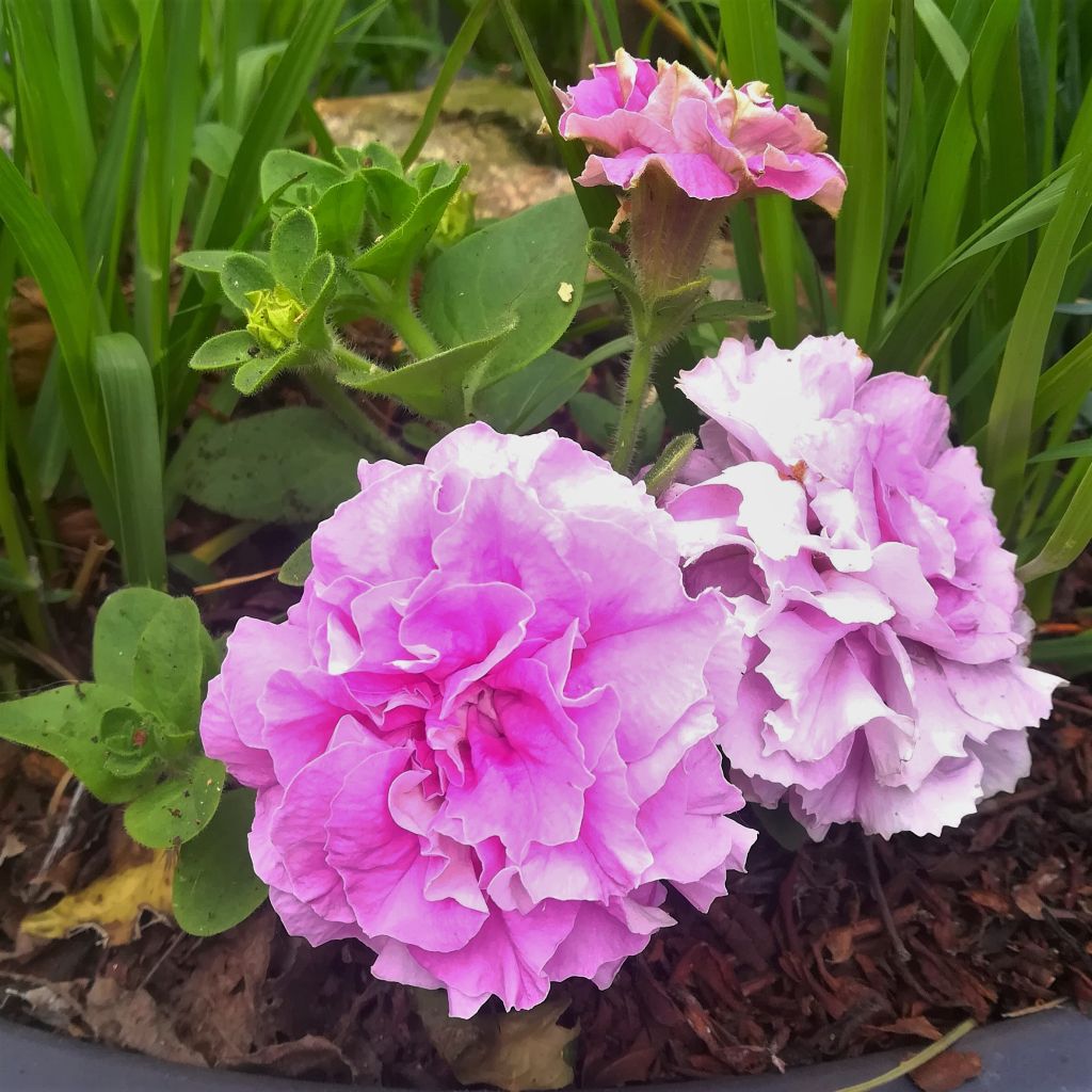 Riippapetunia Double Lilac
