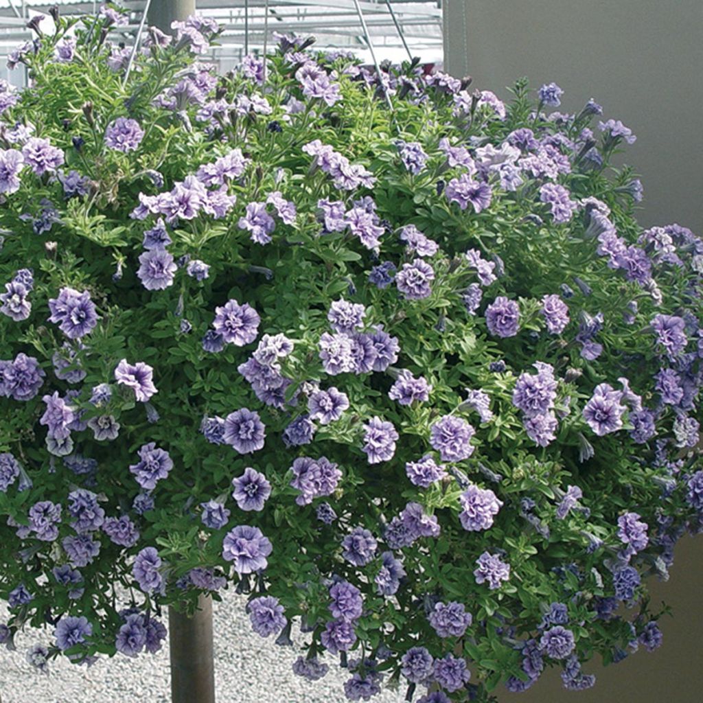 Petunia Tiny Pleasure Double Purple Vein - Pétunia hybride nain