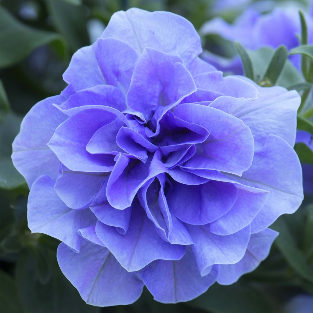 Riippapetunia Tumbelina Maria