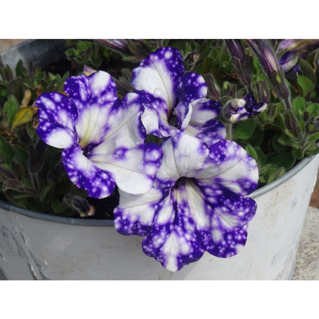 Tarhapetunia Night Sky