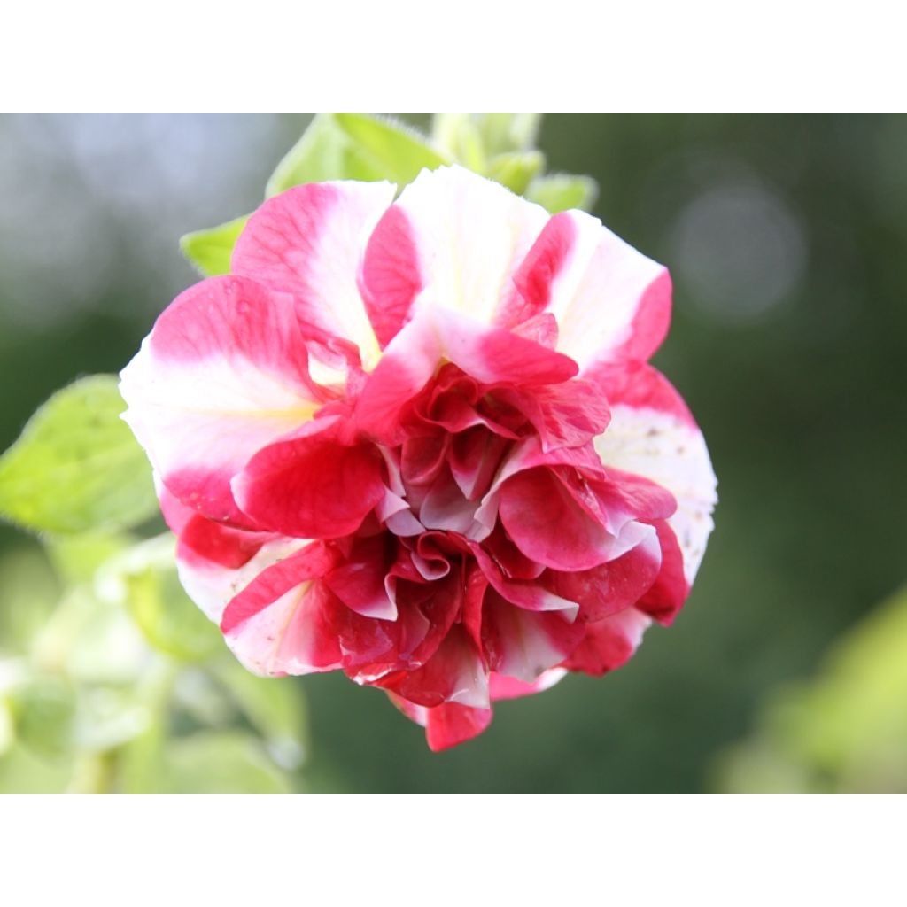 Tarhapetunia Tumbelina Cherry Ripple