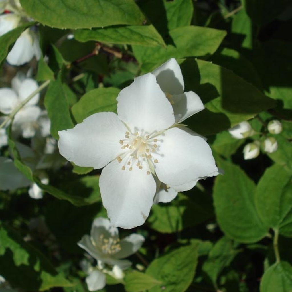 Pihajasmike - Philadelphus coronarius