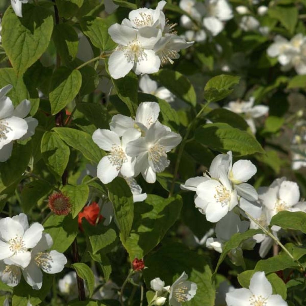 Pihajasmike - Philadelphus coronarius