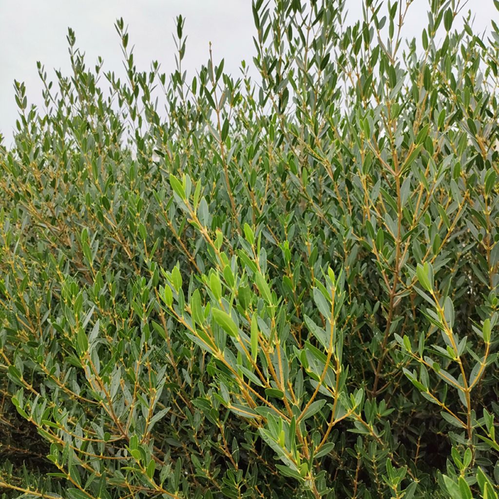Kaitapiipensas GreenQuick