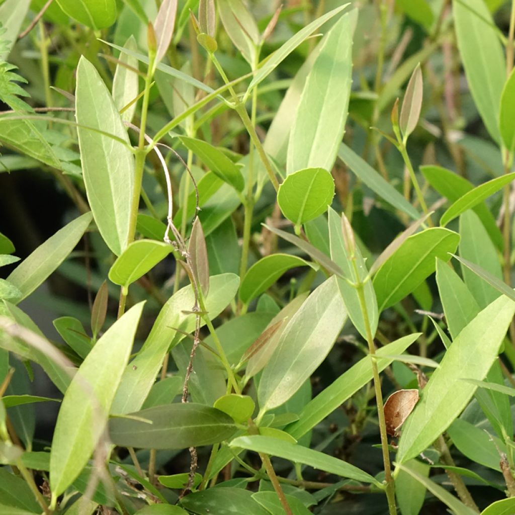 Kaitapiipensas Rosmarinifolia