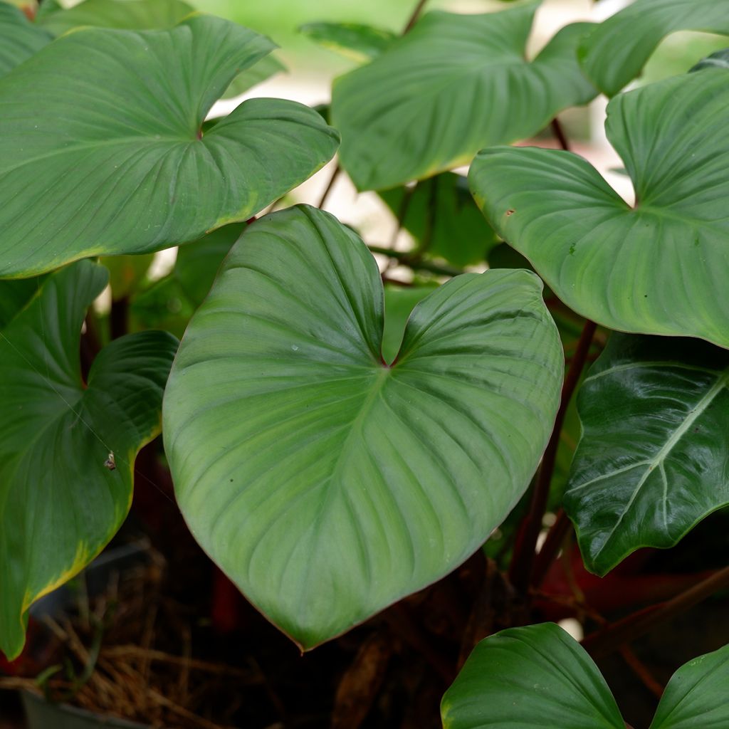 Köynnösvehka - Philodendron squamiferum x serpens