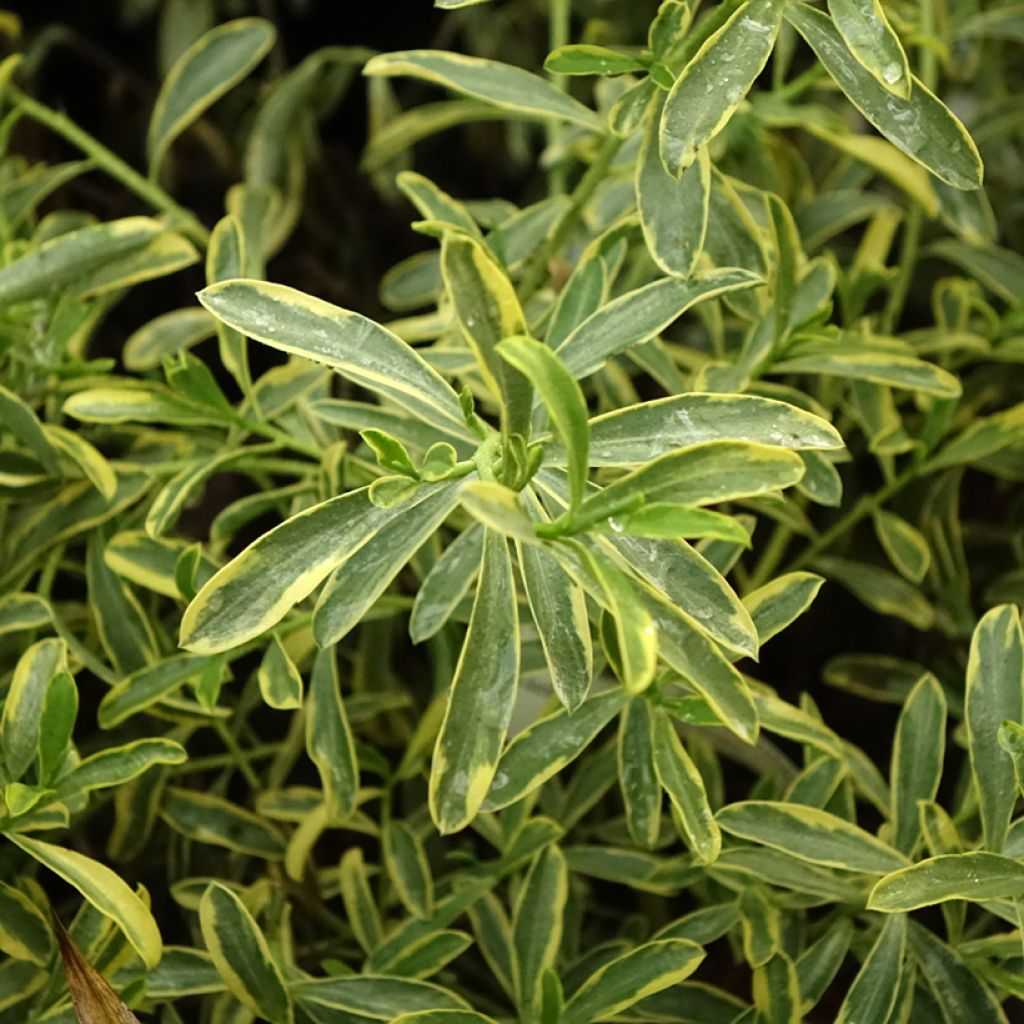 Eriostemon myoporoides Gold Touch