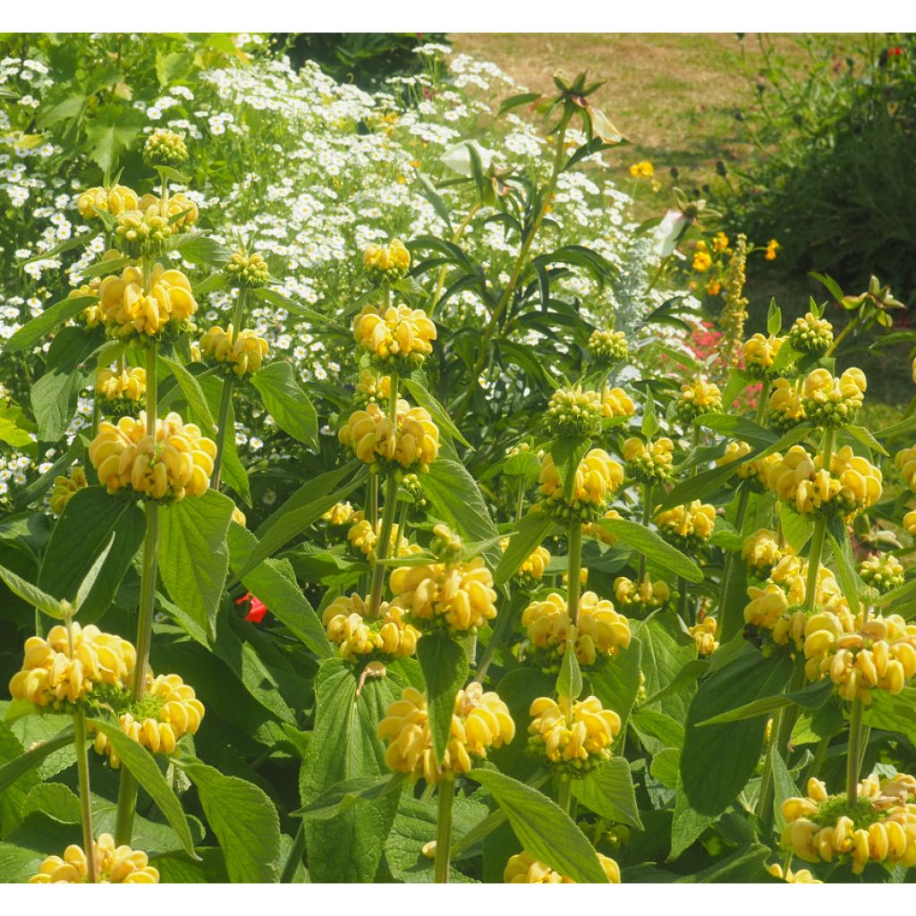 Anatolianpaloyrtti - Phlomis russeliana