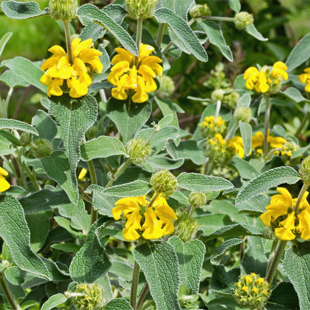 Paloyrti - Phlomis bourgaei