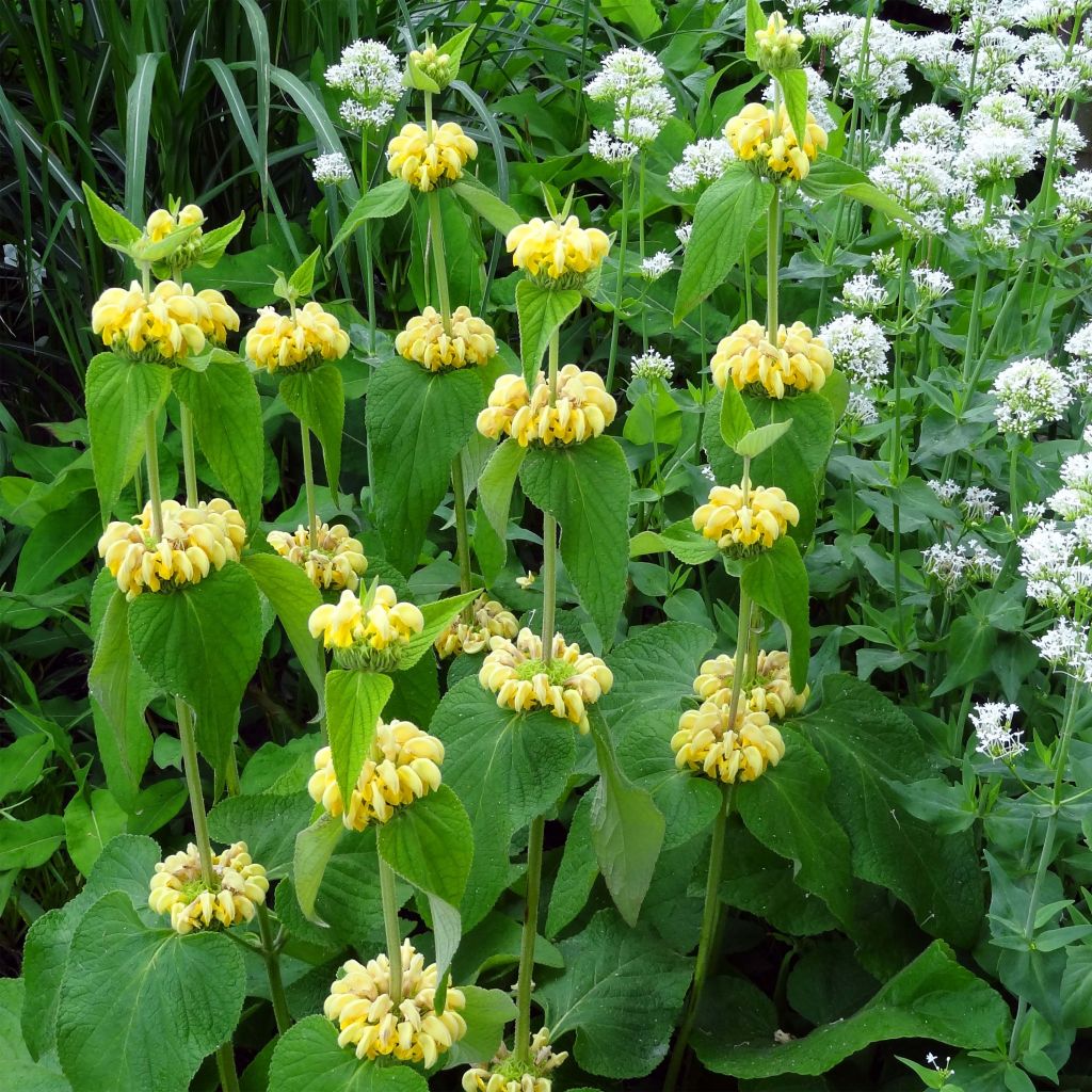 Anatolianpaloyrtti - Phlomis russeliana