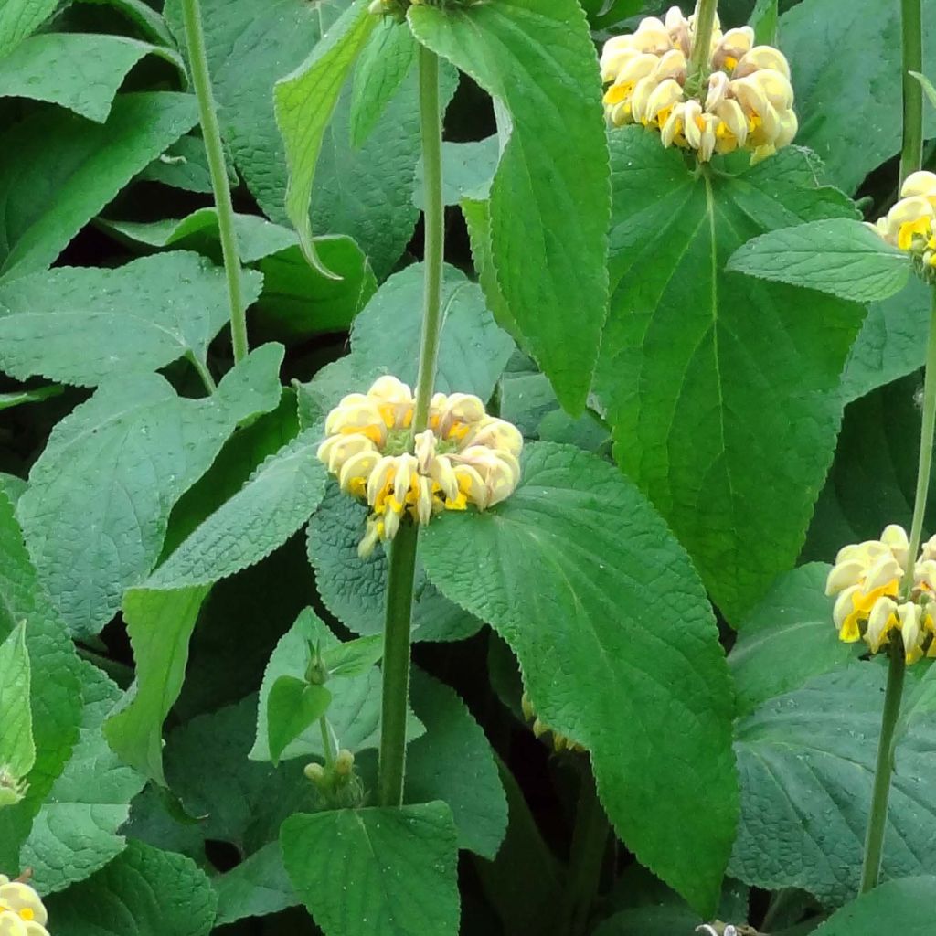 Anatolianpaloyrtti - Phlomis russeliana