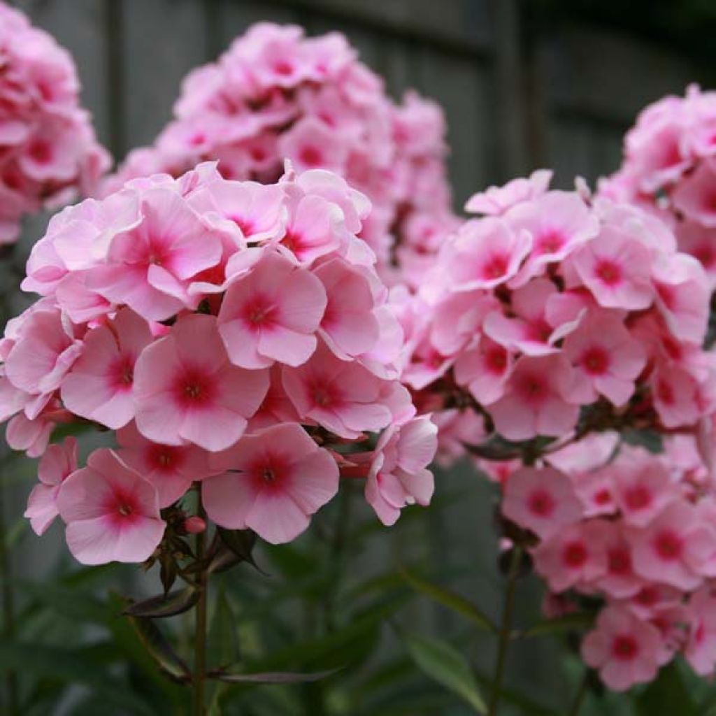 Syysleimu Rosa Pastel