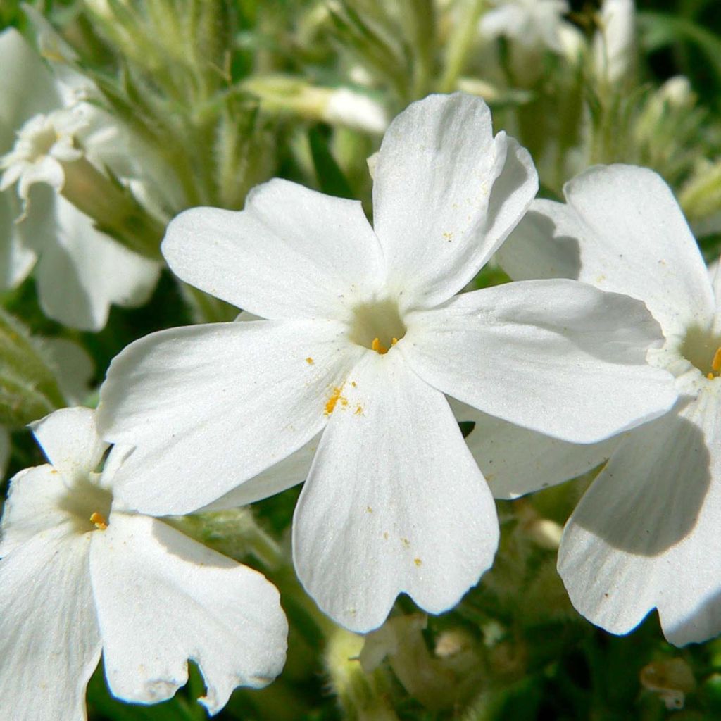Sammalleimu White Delight