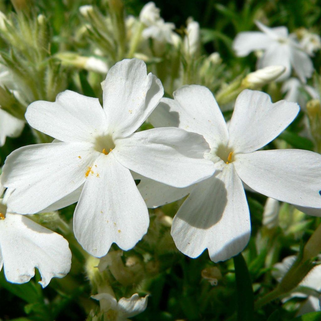 Sammalleimu White Delight