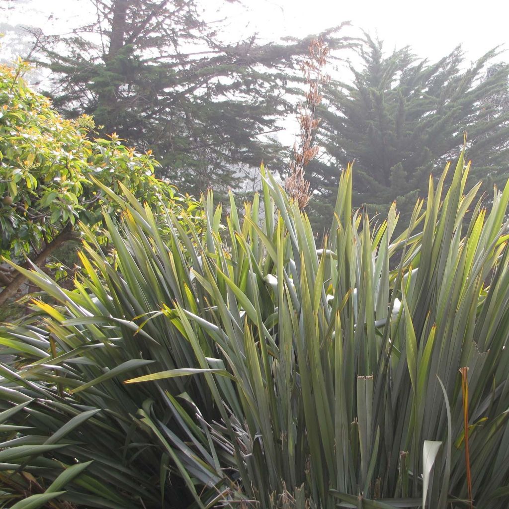 Tähkälilja - Phormium tenax