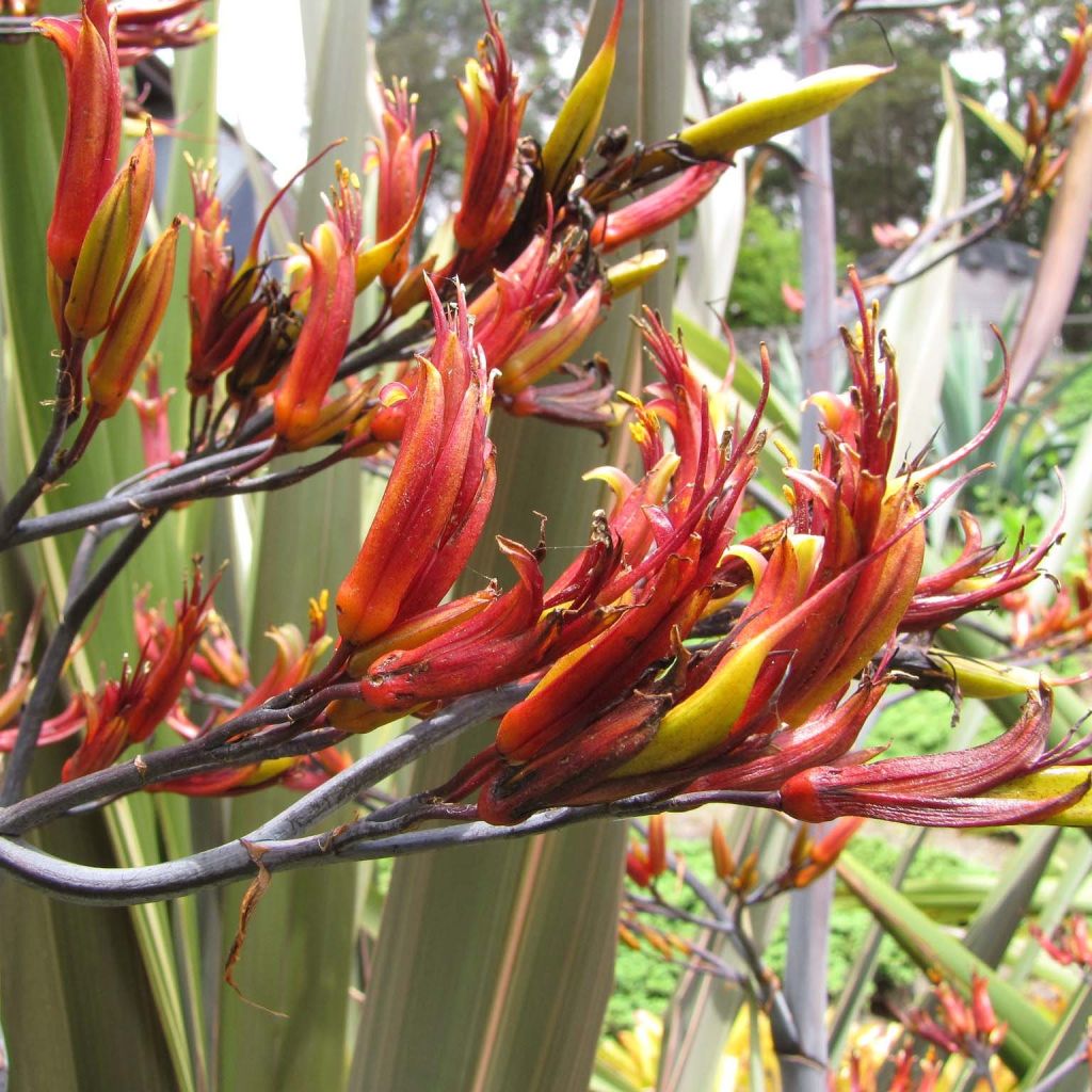 Tähkälilja - Phormium tenax