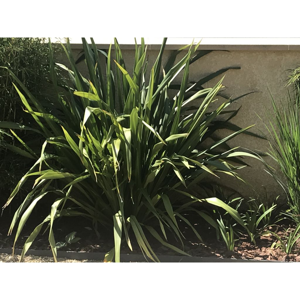 Tähkälilja - Phormium tenax