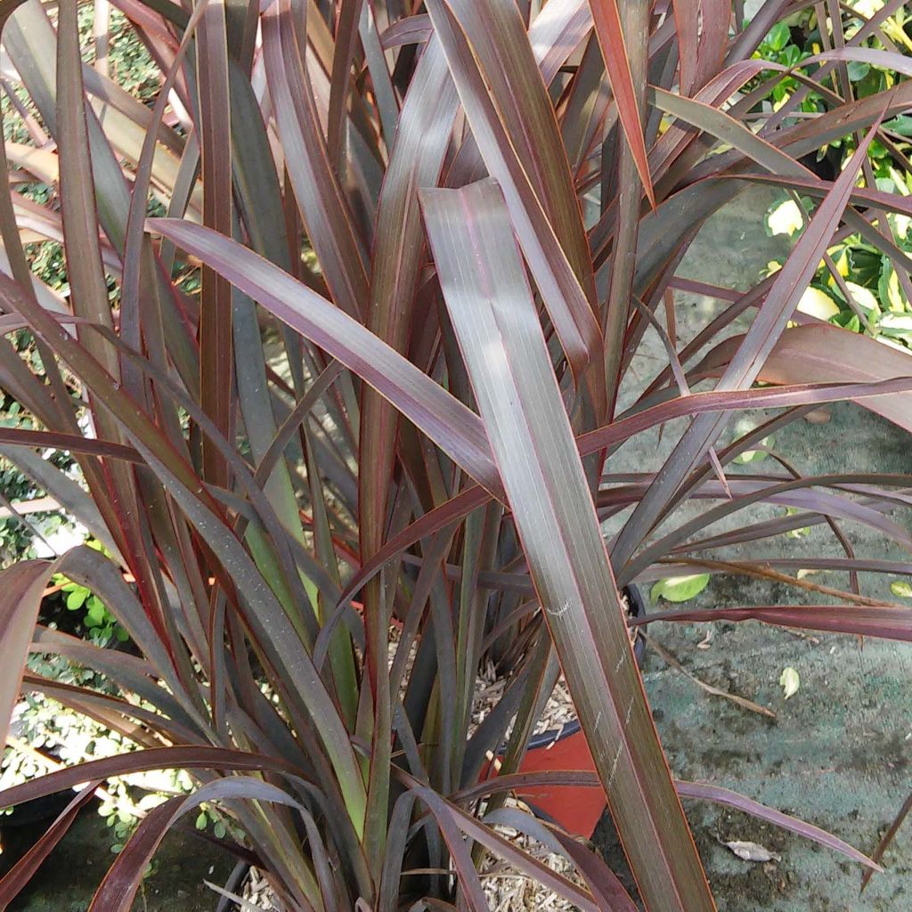 Tähkälilja Purpureum