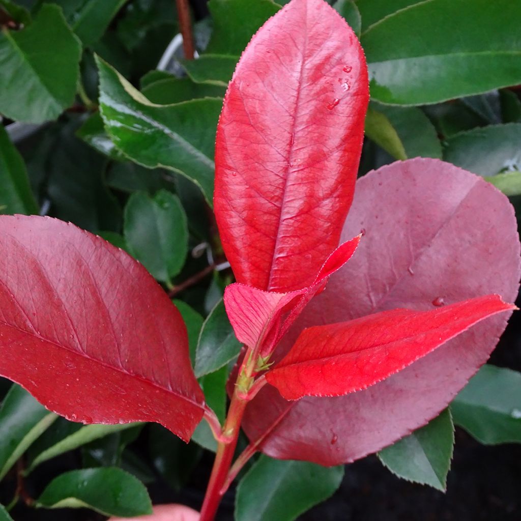 Tarhapunamarja Camilvy