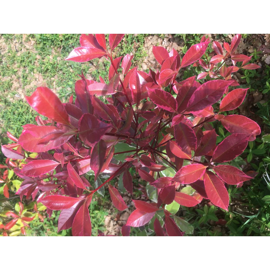 Tarhapunamarja McLarlou
