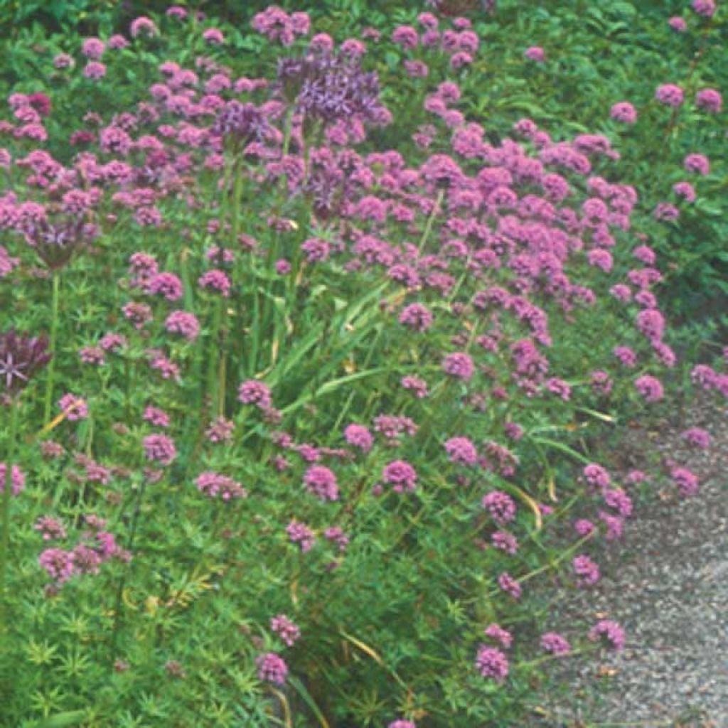 Pallomatara - Phuopsis stylosa