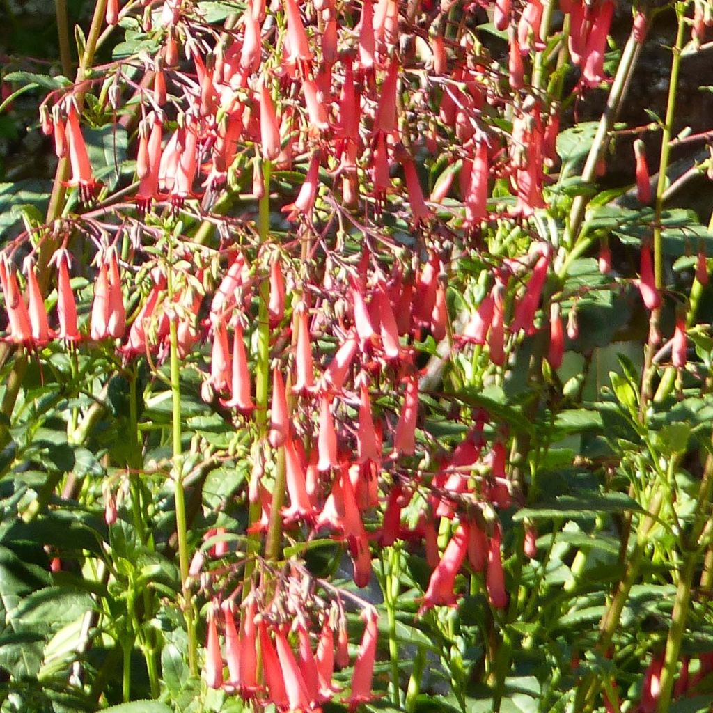 Kafferinkukka African Queen