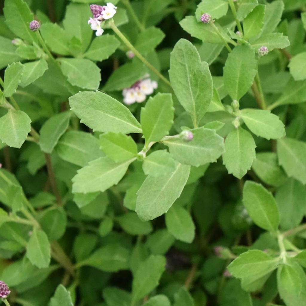 Phyla nodiflora var. canescens