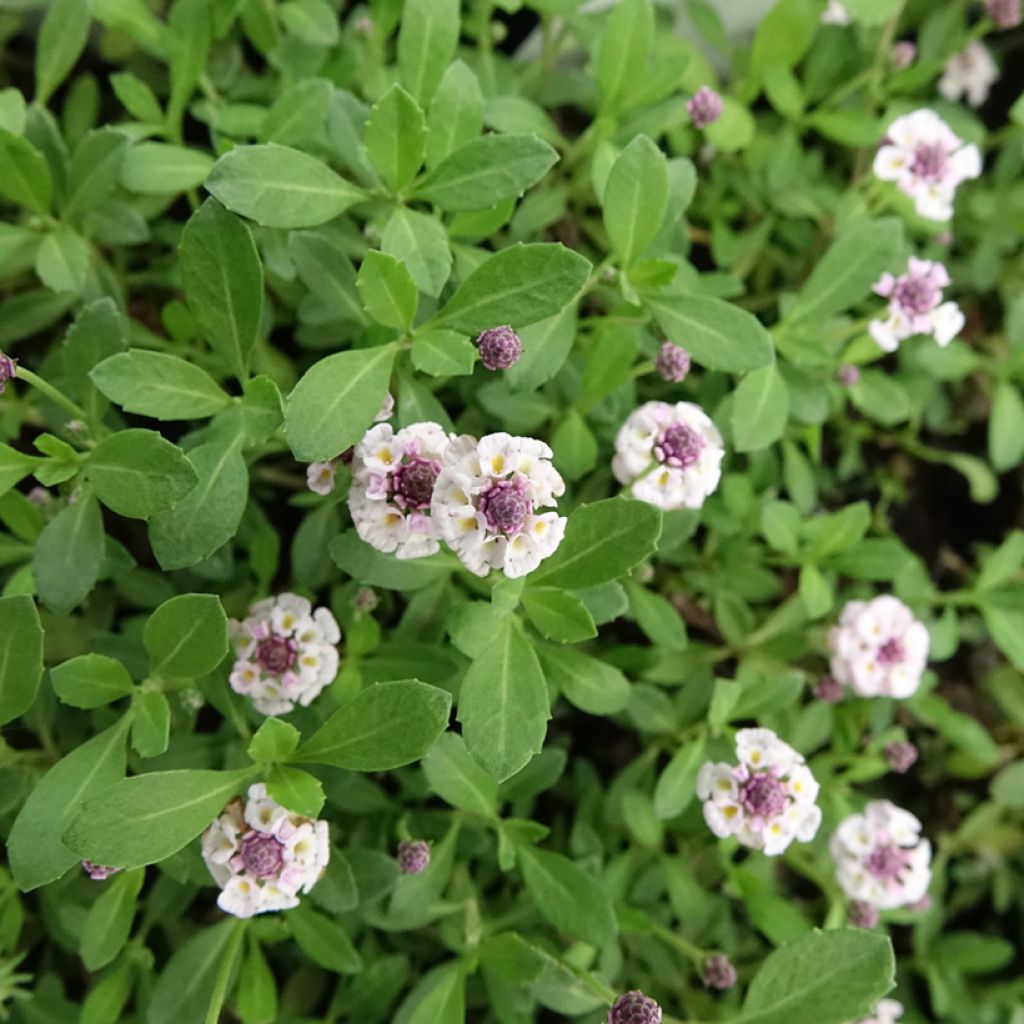 Phyla nodiflora var. canescens