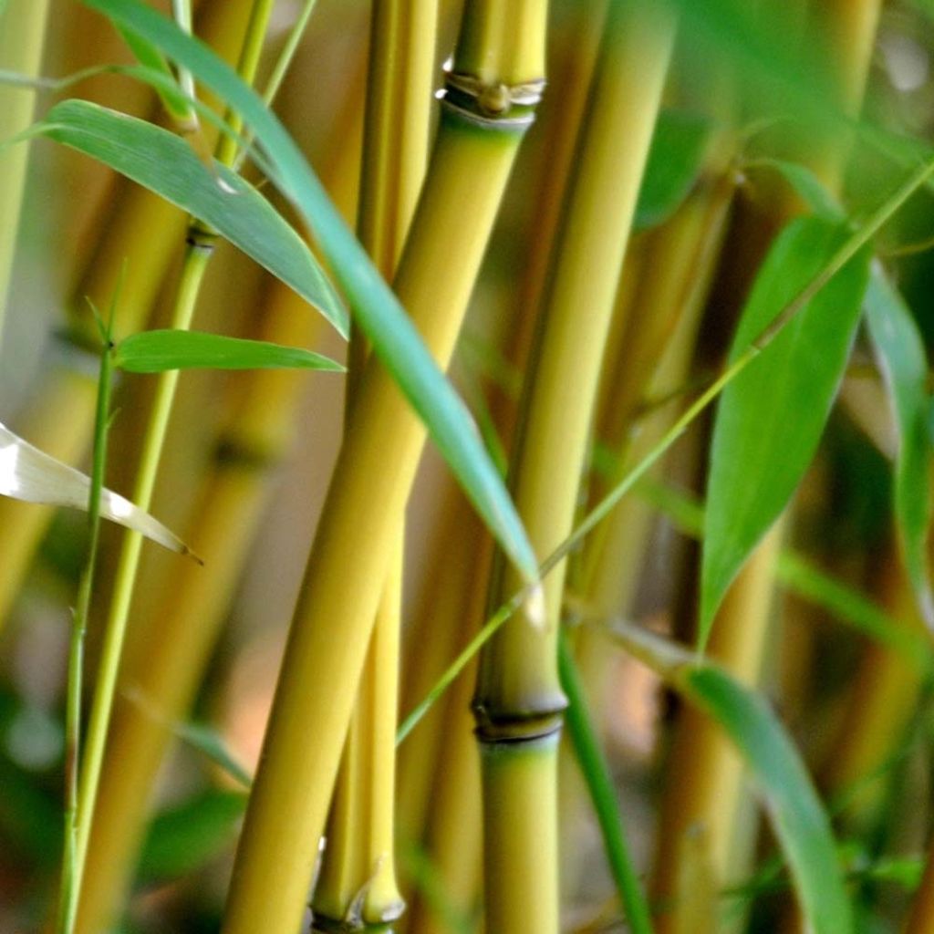 Jättibambu Aureocaulis