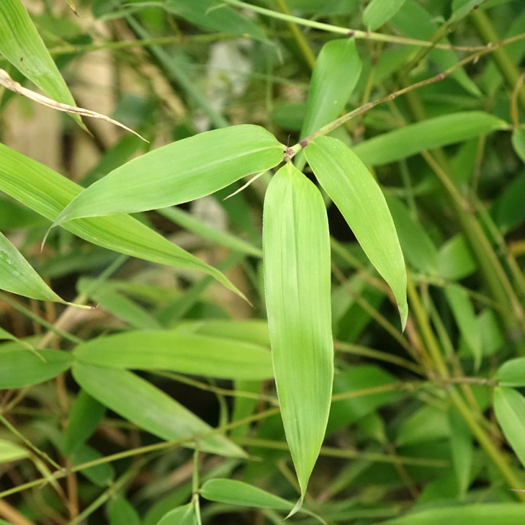 Bambu - Phyllostachys glauca