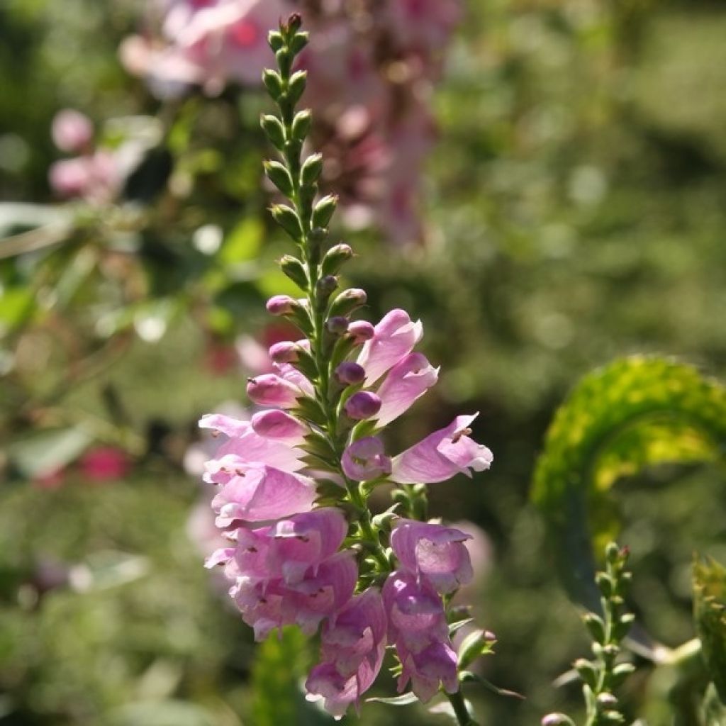 Norsunhäntä Bouquet Rose