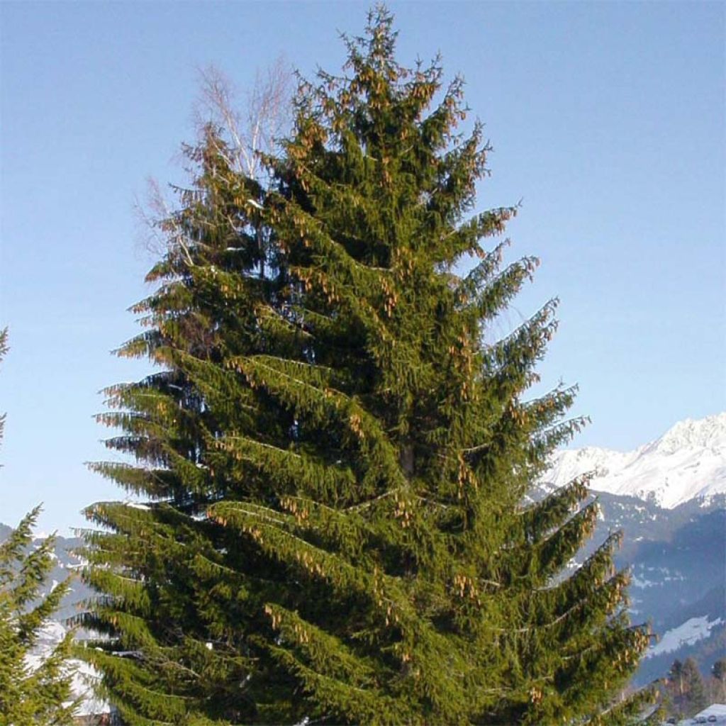Metsäkuusi - Picea abies