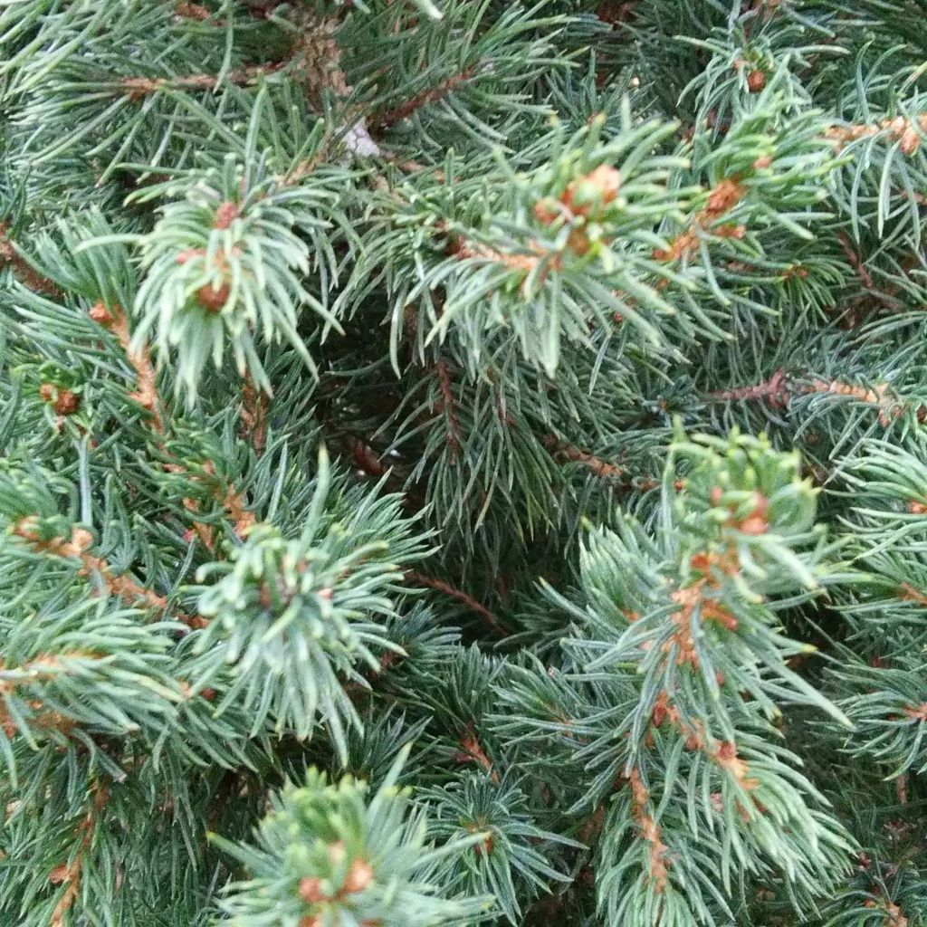 Valkokuusi December